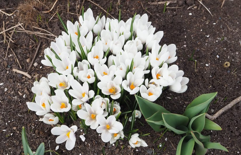 Krokus på prestegården