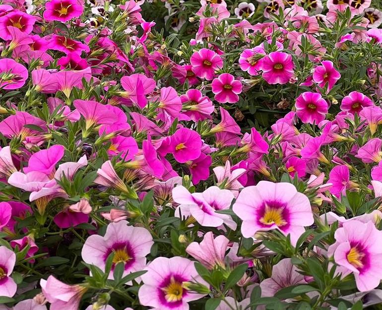 Postkasseblomsten