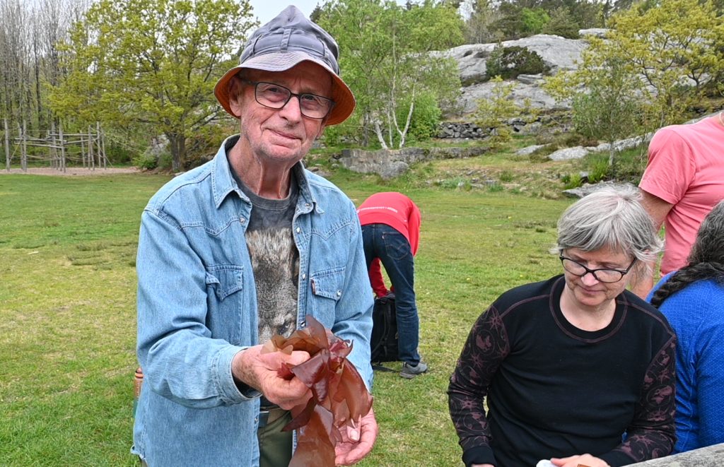 På tangtur med Blomkålsoppen i Helleviga! 1 Blomkålsoppen