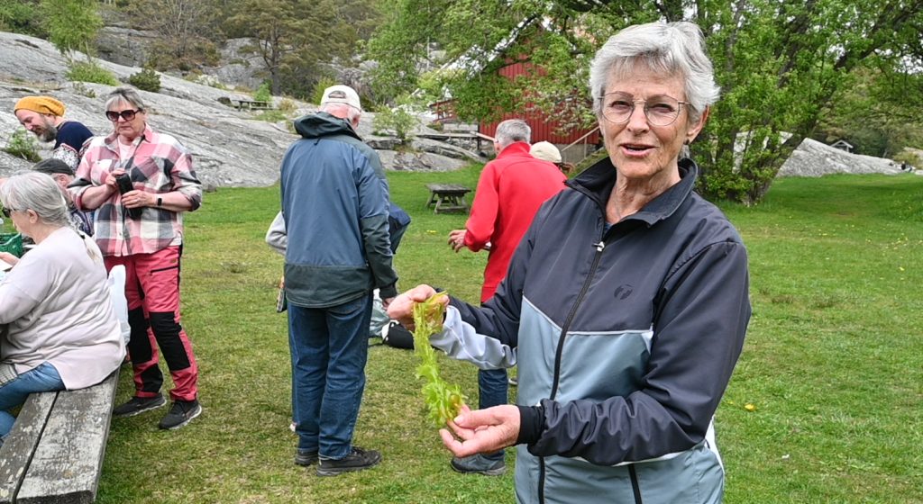 På tangtur med Blomkålsoppen i Helleviga! 3 Solveig Torjesen