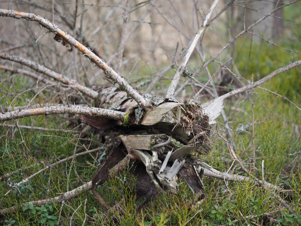 Vakkert ved Trælevannet i Finsland 3 Med litt fantasi kan naturen romme mye rart, dette treet ser ut som et insekt.