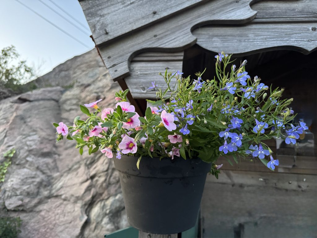 Postkasseblomstene på plass 2 Et av postkassestativene i Søgne som har fått blomsterprakt takket være samarbeidet mellom hagelaget og lokalbanken.