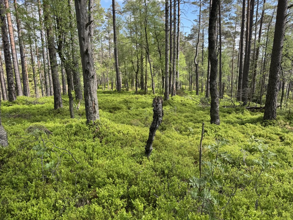 Da er Stokkebakken besøkt - tur nr 1 1 Stien til post 1 går gjennom skog og vakker blåbærlyng.