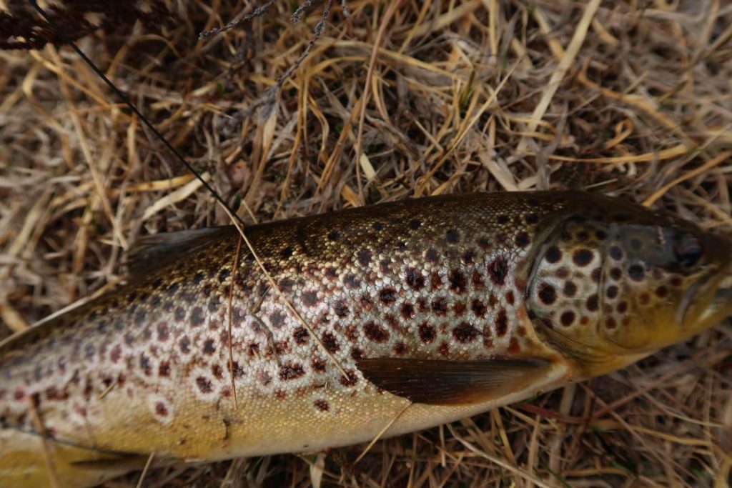 Fisketips med Stein Grønberg 1 Mye fin ørretfangst i Trælevannet.