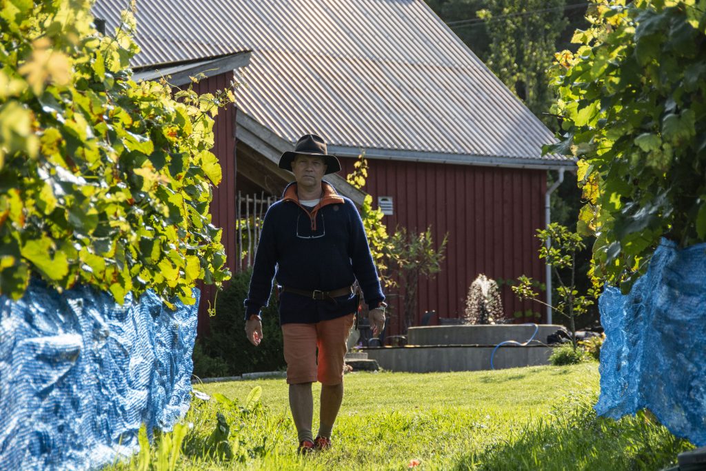 Vingården i Søgne 3 – Vi har hatt god varme tidlig i vår, og dette året ser ut til å bli et godt drueår. Fjoråret var dårlig i hele Skandinavia, men i år ser det som været er på vår side, forteller Erik i starten av juni.