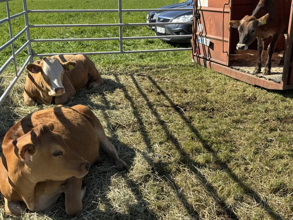 Finslandsdagene ble akkurat som arrangørene ønsket 10 Ida Roland er eier av disse tre kalvene, Frida, Dora og Lucky som folk kunne slå av en kuprat med.