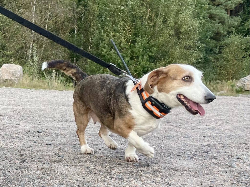 Jakthunden Hilma utstyrt med sender.