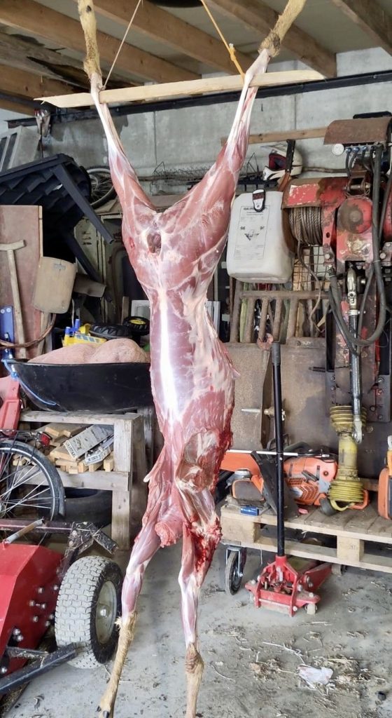 Rådyret er ferdig flådd og klart for skjæring.