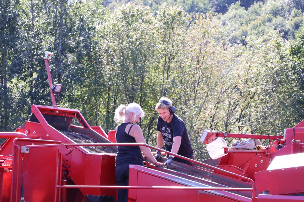 Bodil og sønnen Erik i full jobb på potetopptakeren.