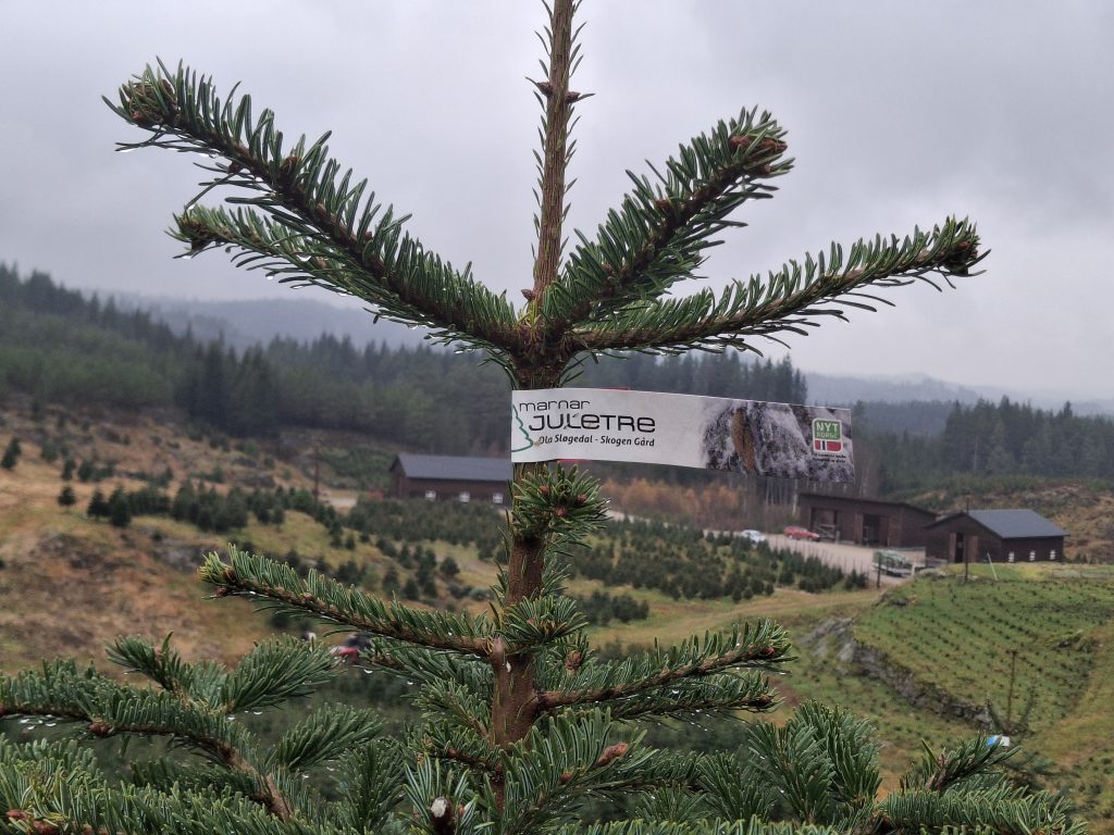 Det vanskelige juletrevalget – bør være enkelt 4 Marnar juletre