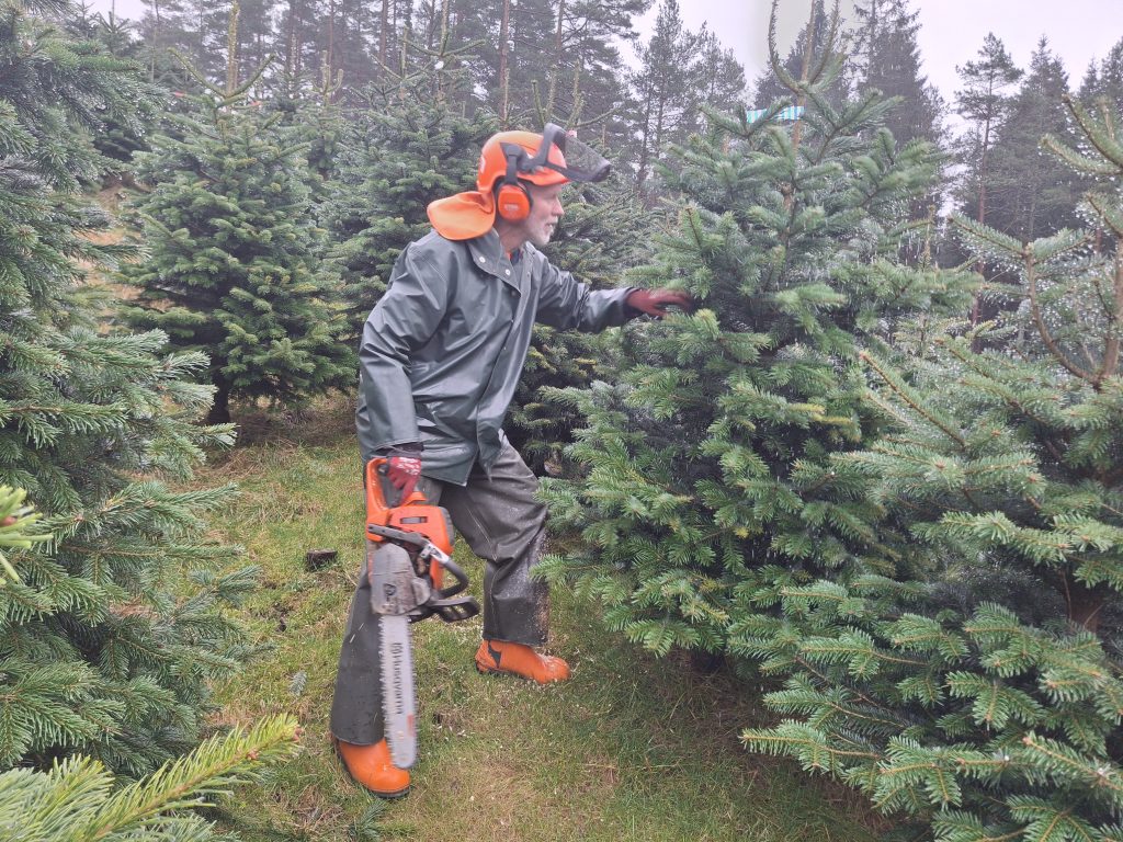 Det vanskelige juletrevalget – bør være enkelt 3 Ola Sløgedal er klar med motorsaga.