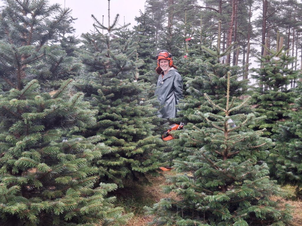 Det vanskelige juletrevalget – bør være enkelt 2 Ola Sløgedal er klar for juletrehogst.