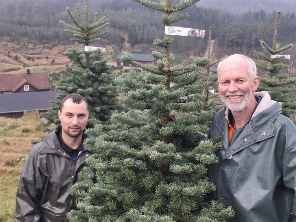 Det vanskelige juletrevalget – bør være enkelt 5 Florin Mateiuc og Ola Sløgedal har funnet et perfekt tre.