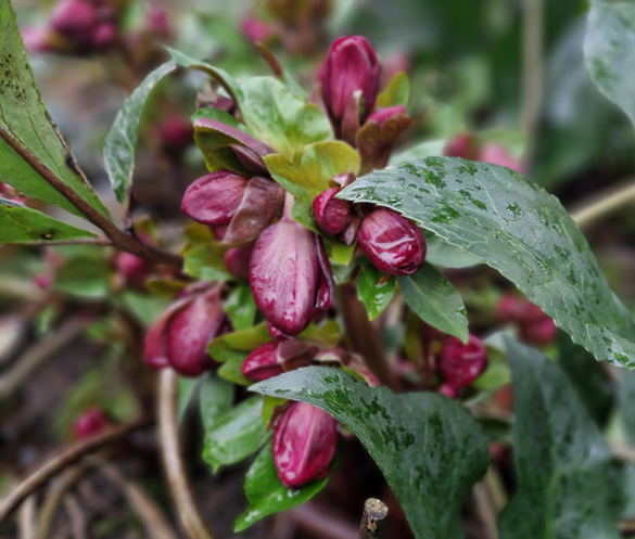 Søgne hagelag forteller om Julerosen 1 Julerosen