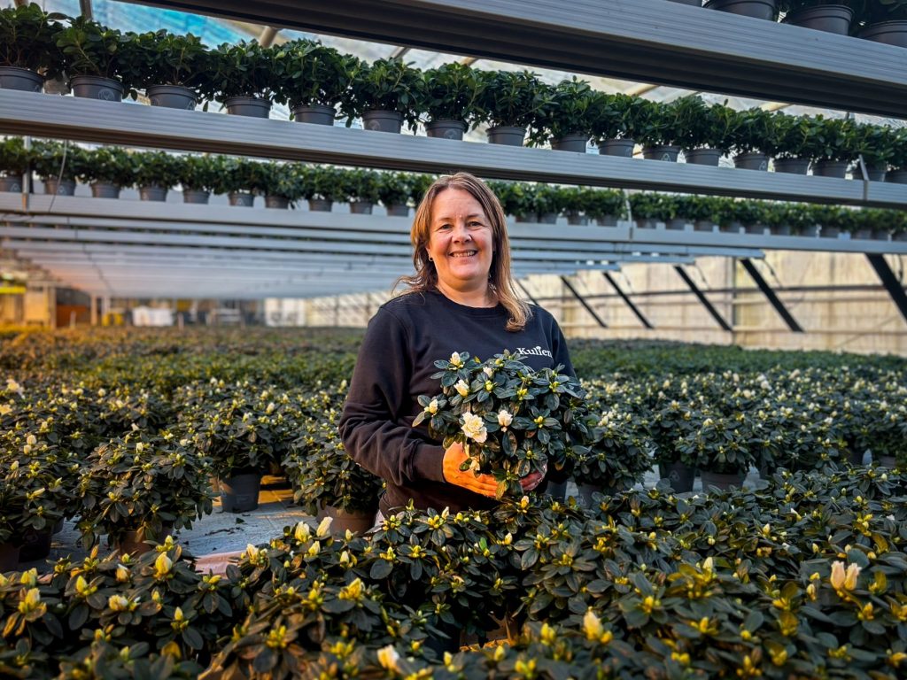 Slik får du juleblomstene til å vare 3 Kulien gartneri