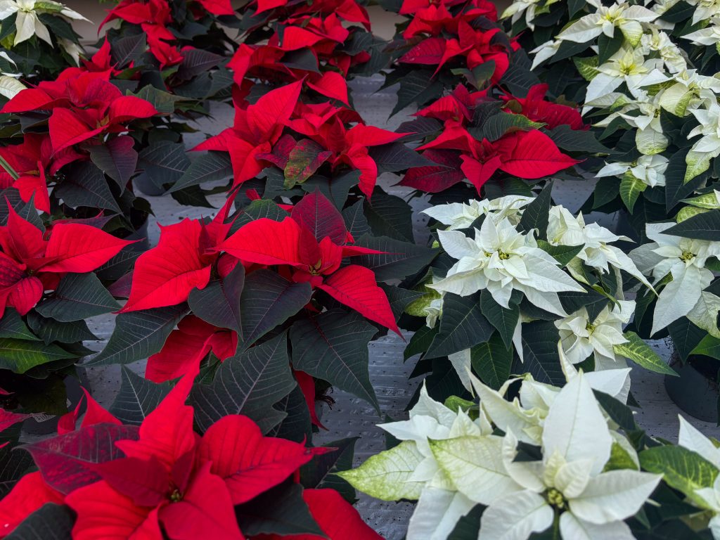 Slik får du juleblomstene til å vare 1 Julestjerner er en julefavoritt!