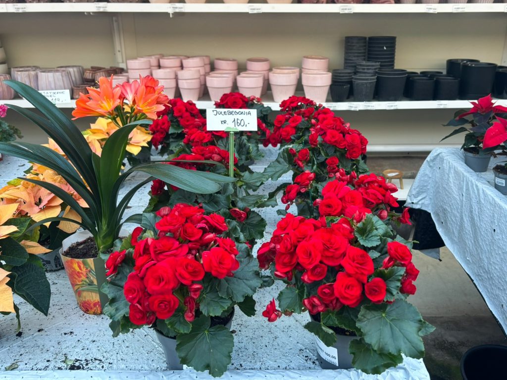 Slik får du juleblomstene til å vare 2 Enda en favoritt! Her har vi julebegonia.